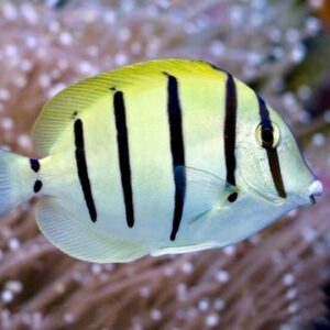 Acanthurus Triostegus