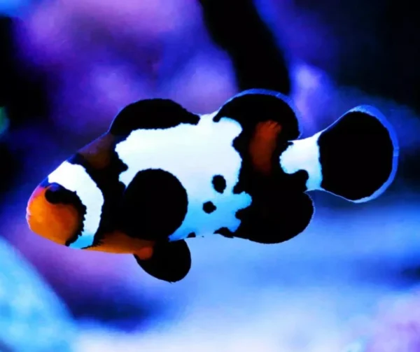 Amphiprion Ocellaris "Premium Black Snowflake"