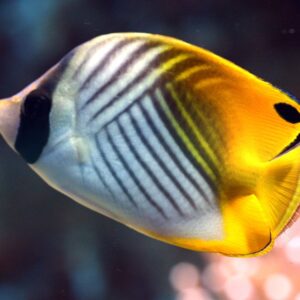 Chaetodon Auriga
