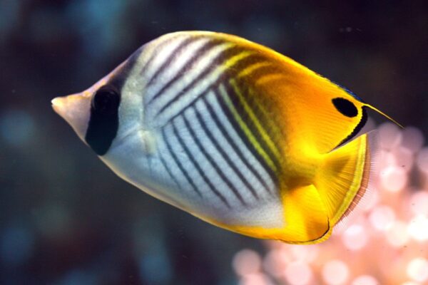Chaetodon Auriga