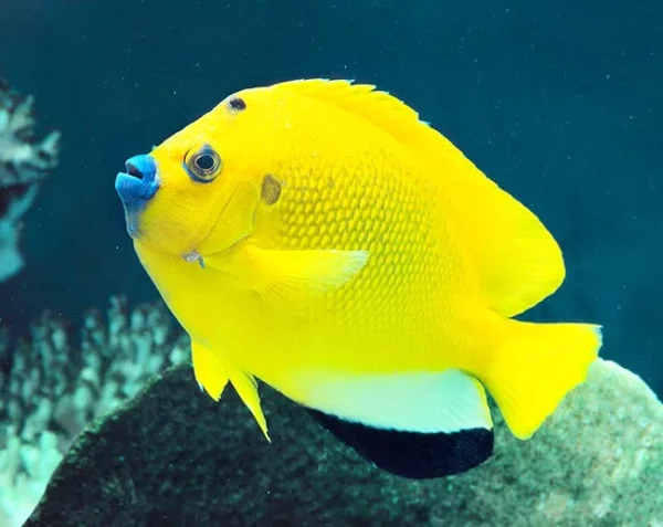 Holacanthus Trimaculatus