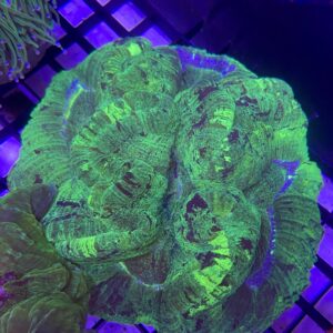 Wellsophyllia Radiata Green Metallic