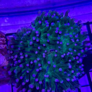 Heliofungia Actiniformis