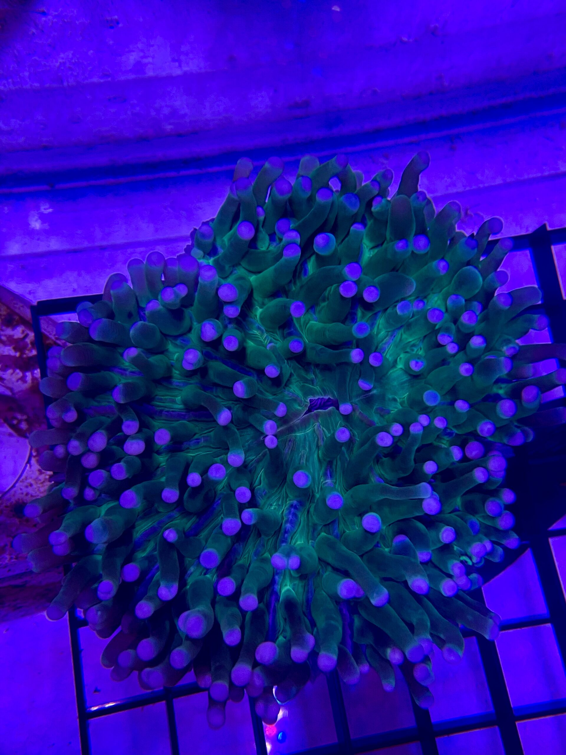 Heliofungia Actiniformis