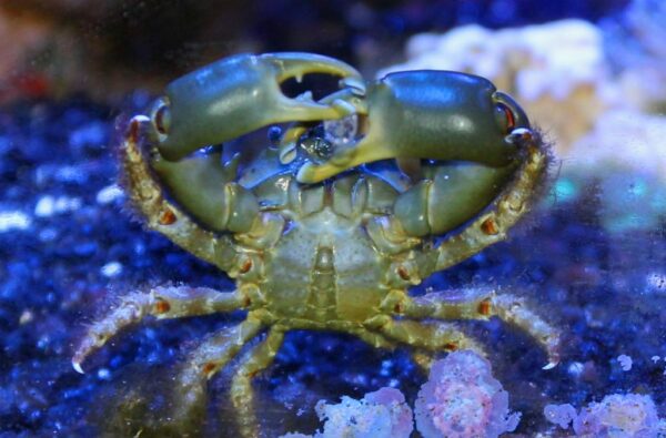 Mithraculus Sculptus