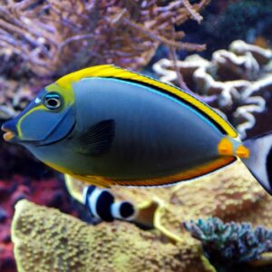 Naso Lituratus Rubio
