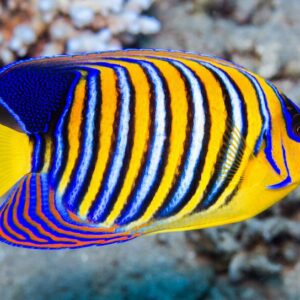 Pygoplites Diacanthus