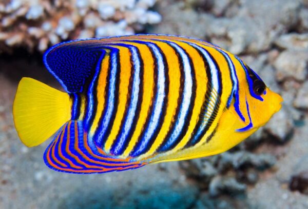 Pygoplites Diacanthus