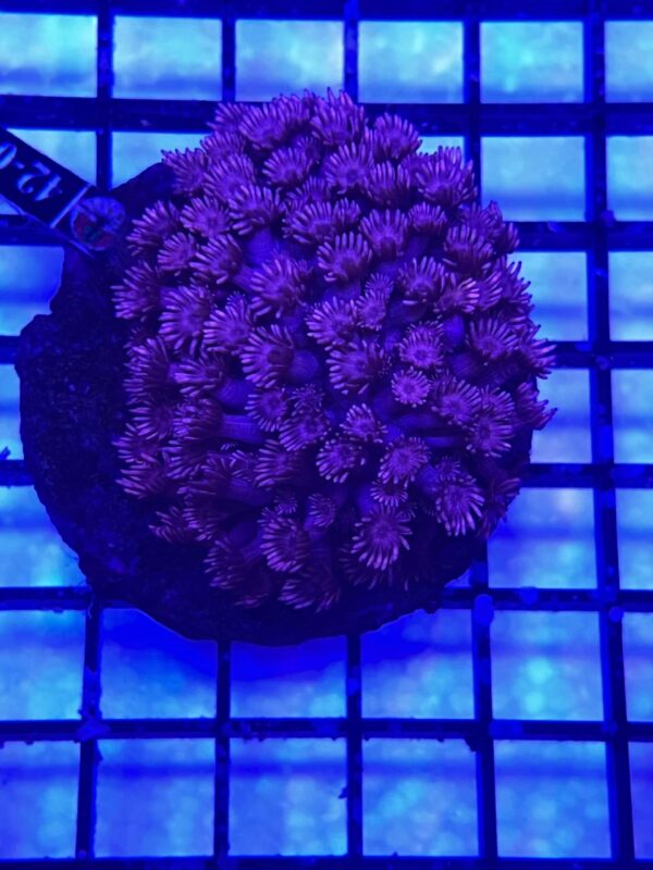 Goniopora Sp Jewel Stone