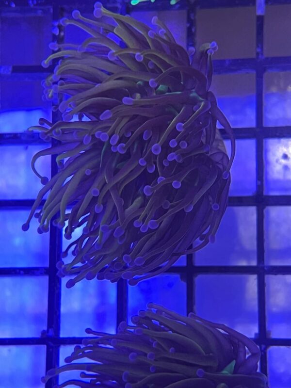 Euphyllia Glabrescens Gold 24k