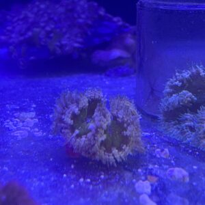 Anemona Rock Yellow