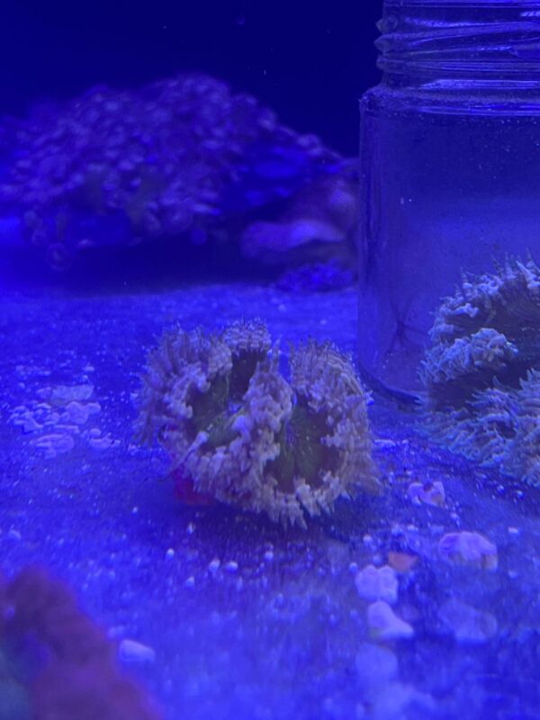Anemona Rock Yellow