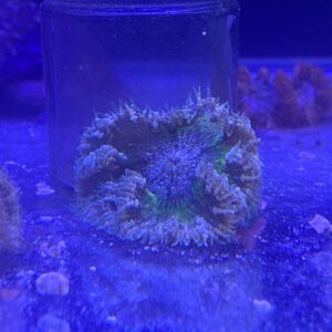 Anemona Rock Green