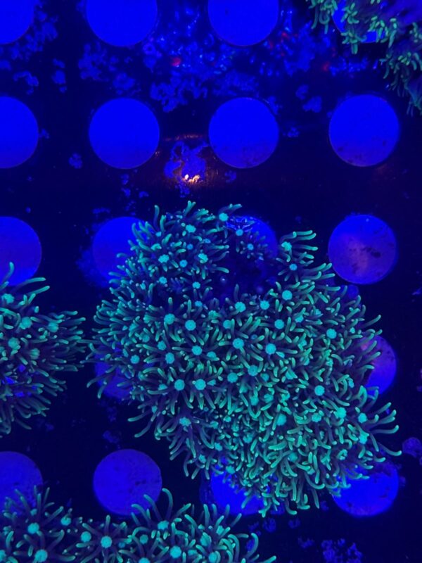 Pachyclavularia Violacea Frags
