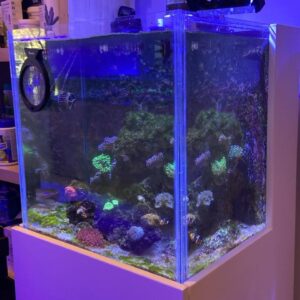 Pecera Cubo de 50cm Premium