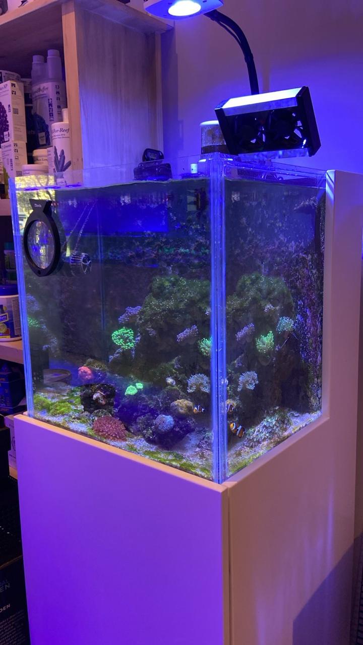 Pecera Cubo de 50cm Premium