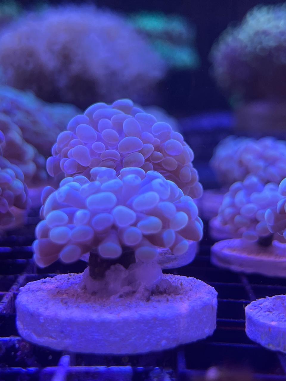 Euphyllia Paraancora Orange