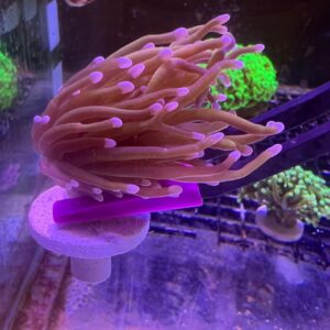 Euphyllia Glabrescens Gold 24k
