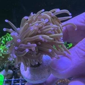 Euphyllia Glabrescens Gold 24k