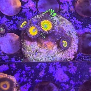 Zoas Sunny D
