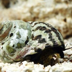 Cittarium Pica "Turbo Cebra"