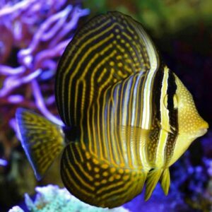 Zebrasoma Desjardinii Juvenil