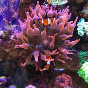 Anemona Quadricolor