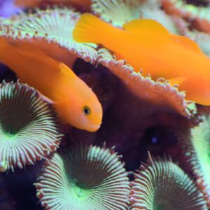 Gobiodon Okinawe