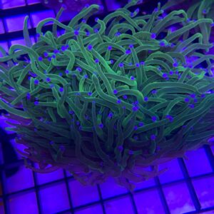 Euphyllia glabrescens Green Metallic