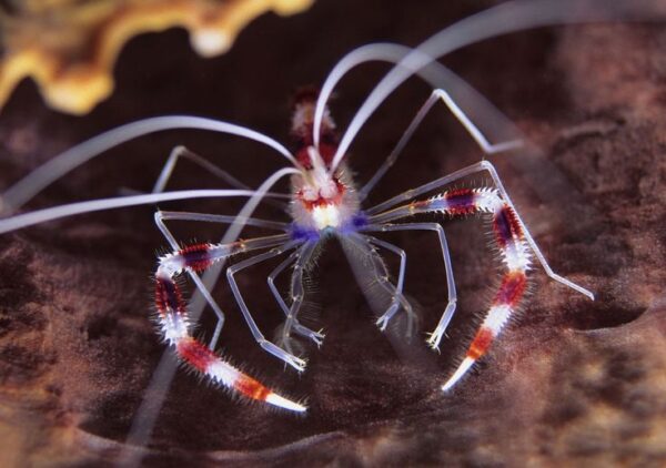 Stenopus Hispidus