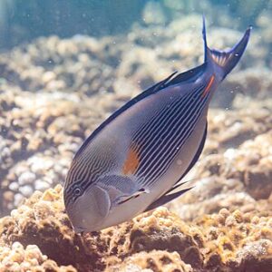 Acanthurus Sohal