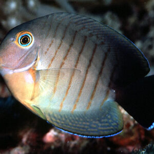 Acanthurus Tristis