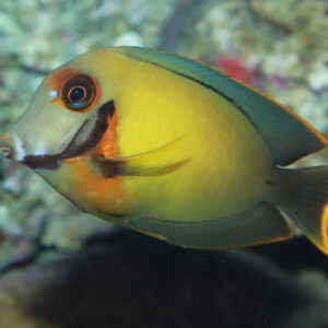 Acanthurus Pyroferus