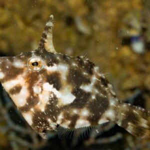 Acreichthys Tomentosus