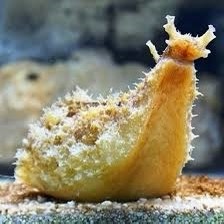 Dolabella Auricularia