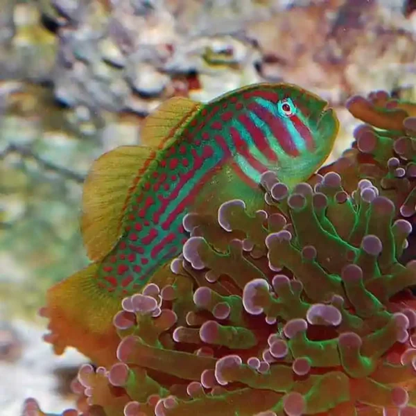 Gobiodon Atrangulatus
