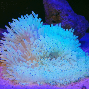 Heteractis Crispa