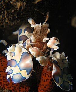 Hymenocera Picta