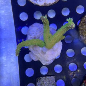 Acropora Divaricata