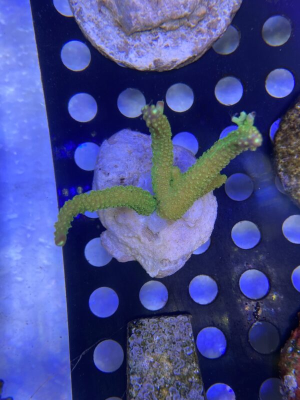 Acropora Divaricata
