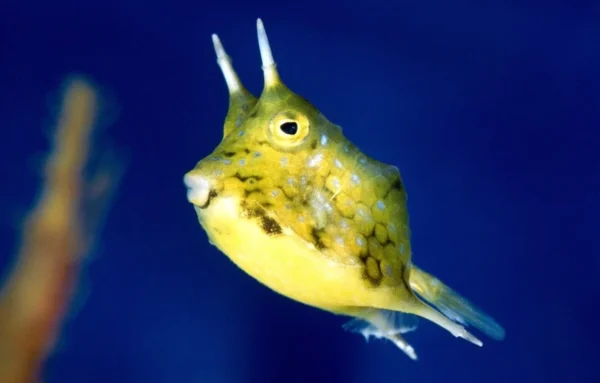 Lactoria Cornuta