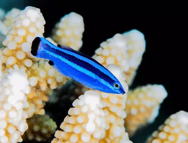 Larabicus Quadrilineatus
