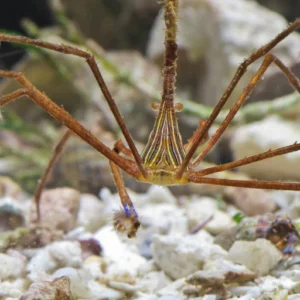 Stenorhynchus Seticornis