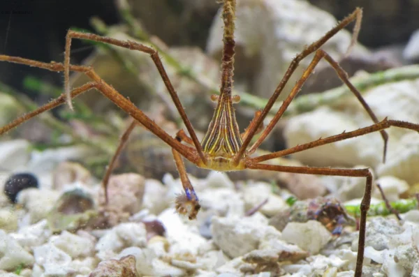 Stenorhynchus Seticornis