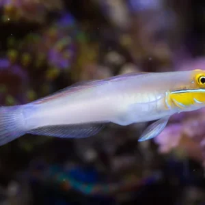 Valenciennea Strigata