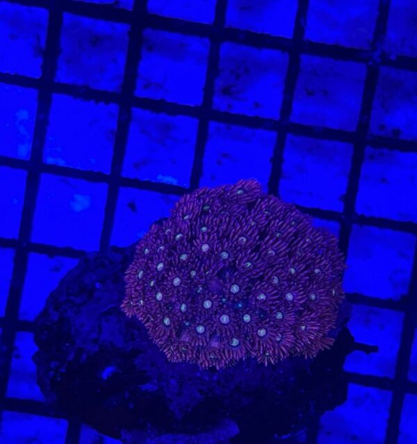 Goniopora Sp Jewel Stone