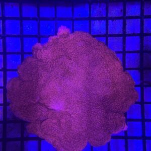 Montipora Capricornio