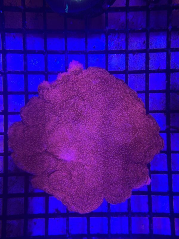 Montipora Capricornio