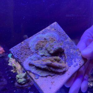 Montipora Rainbow