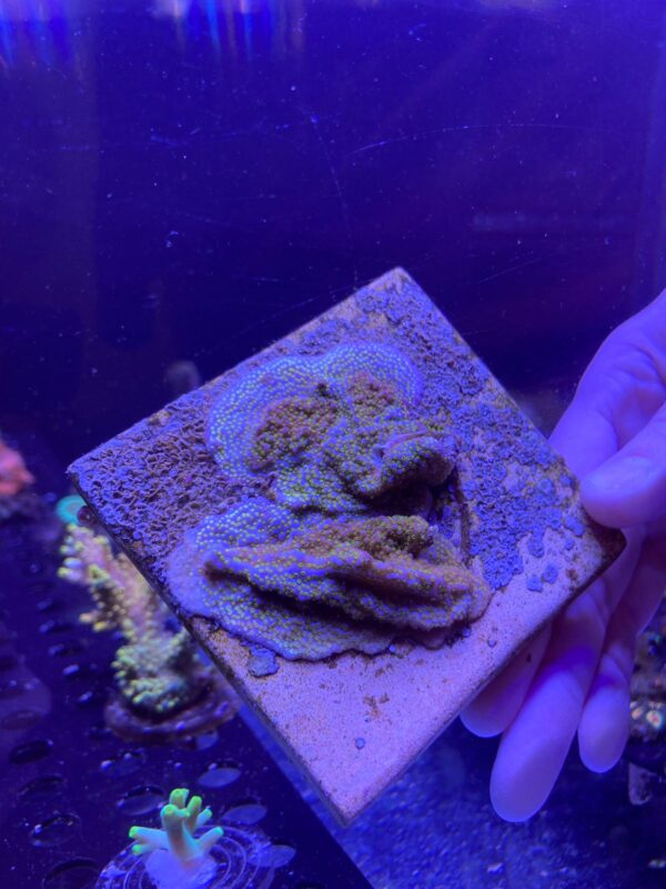 Montipora Rainbow